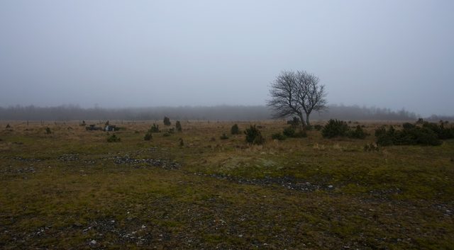 _MG_2990.jpg