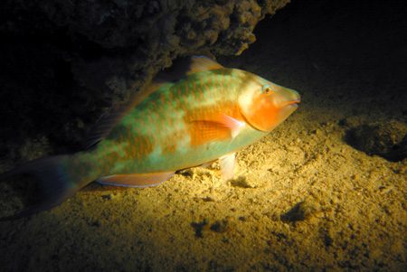 Unknown fish 1