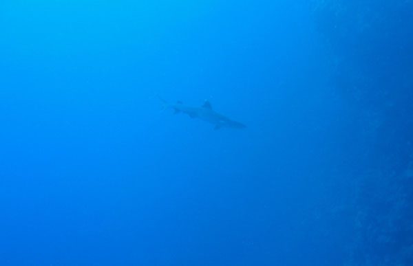 IMG_1387