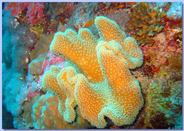 Coral sarkofiton 1.jpg