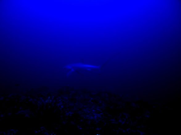CRW_1648.jpg