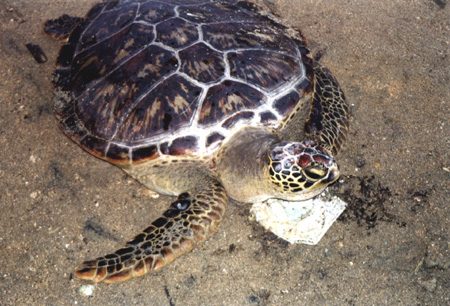67 - Turtle