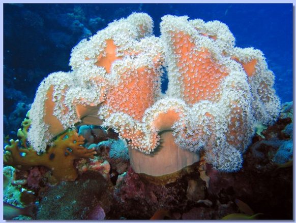 Coral sorkofiton 2.jpg