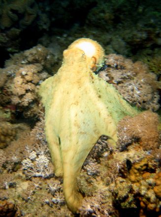 Octopus 1
