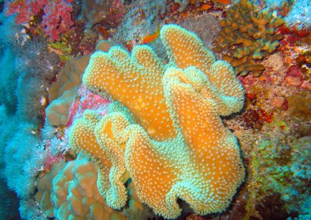 Coral sarkofiton 1