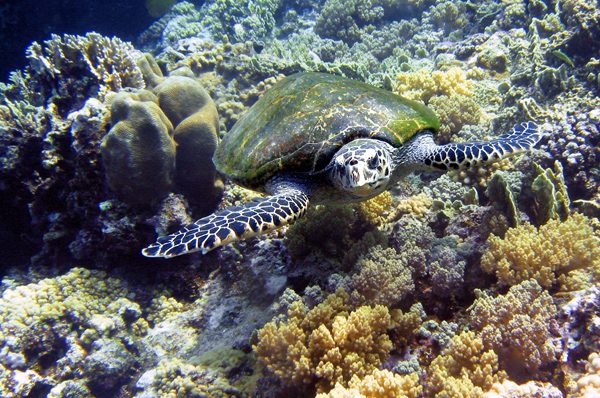 Turtle 1