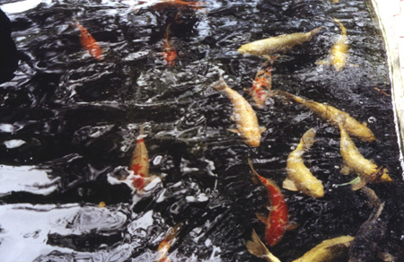 20 - Fish