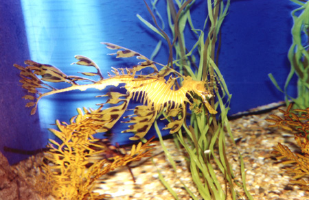 28 - Seadragon