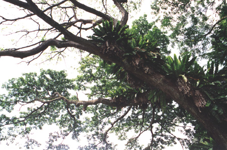 43 - The Big Tree