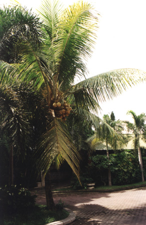 29 - Coco
