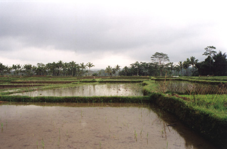 41 - Rice Field