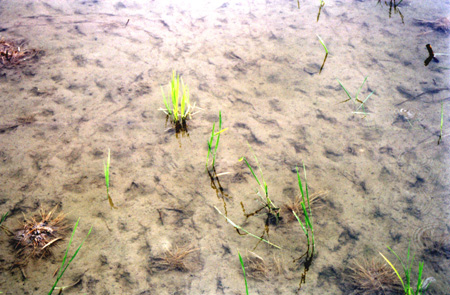 42 - Rice Sprouts