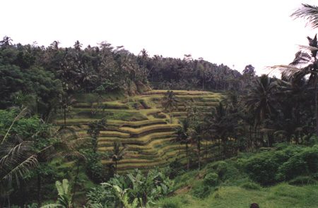 45 - Rice Field