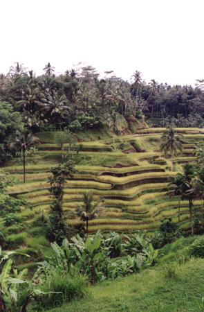 47 - Rice Field