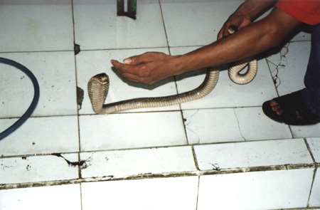 63 - Cobra