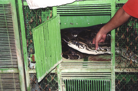65 - The Boa
