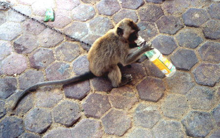 66 - Monkey