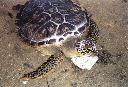 67 - Turtle