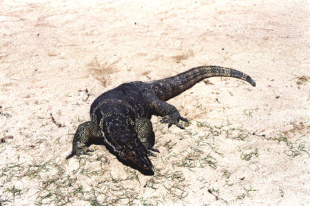 68 - Varan