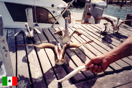 pelikani