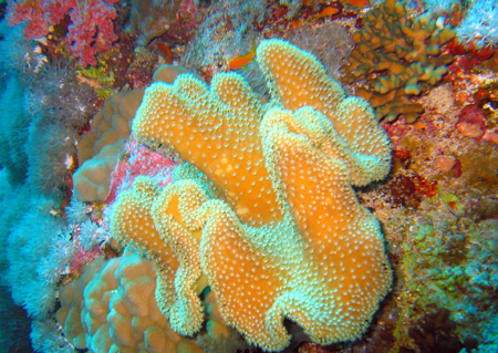 Coral sarkofiton 1