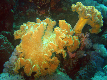 Coral sarkofiton 2