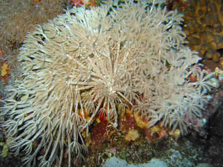 Coral xlistoobraznij