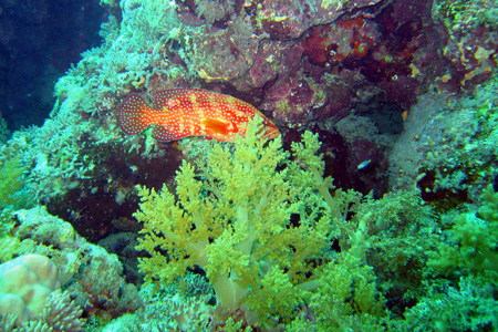 Corallovaja garuppa 1