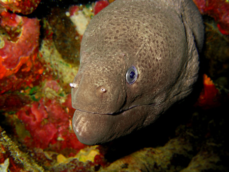 Murena 1