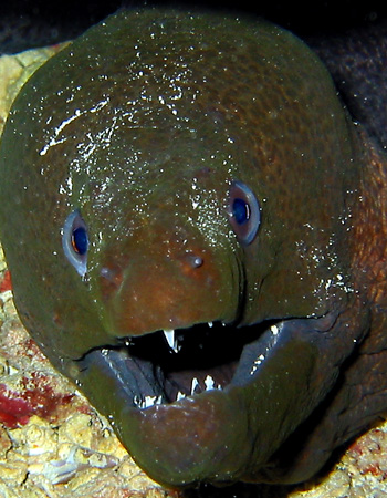 Murena 4
