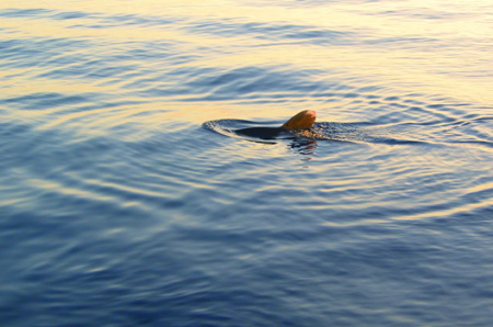 Shark 1
