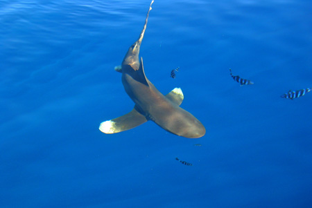 Shark 3