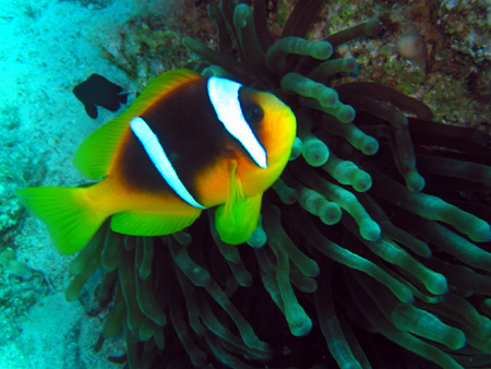 Anemone fish 1