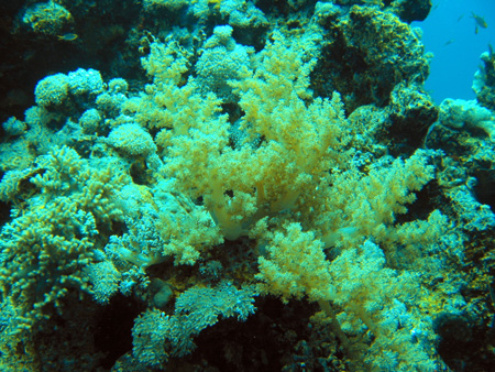 Coral 1