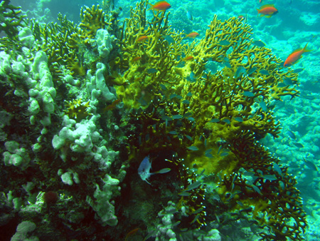Coral 2