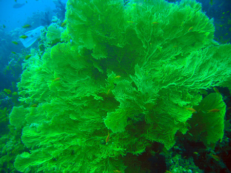 Coral 4