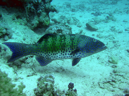 Coralovij gruper