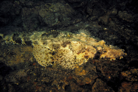 Crocodile fish