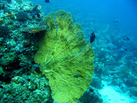 Gorgonarija 1
