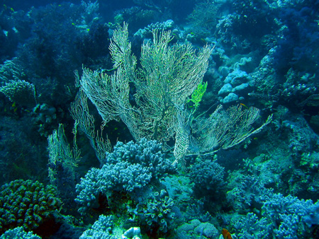 Gorgonarija 2