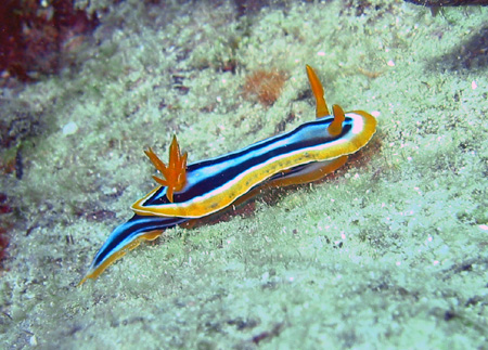Hromodoris