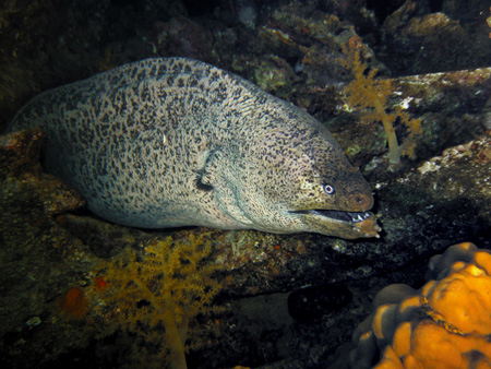 Murena 3
