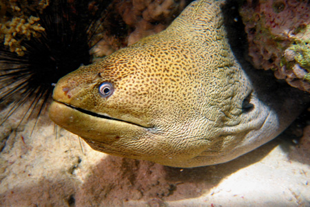 Murena 4