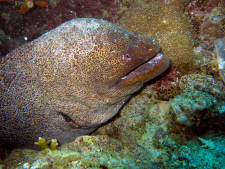 Murena 5
