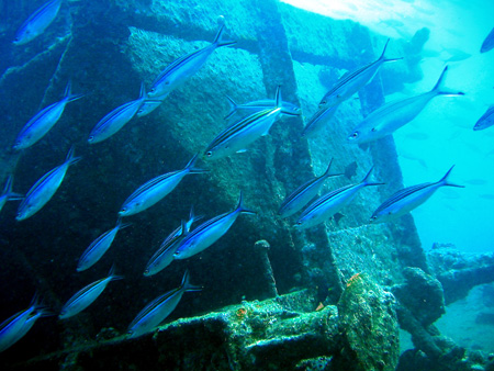 Tistlegorm 1