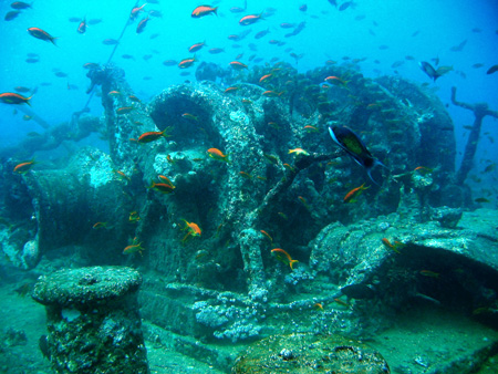 Tistlegorm 3