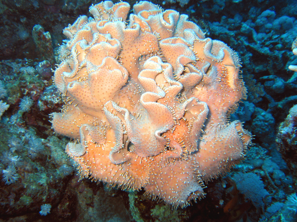 Coral sorkofiton 1