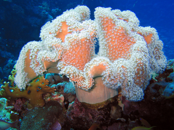 Coral sorkofiton 2