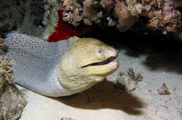 Murena 2