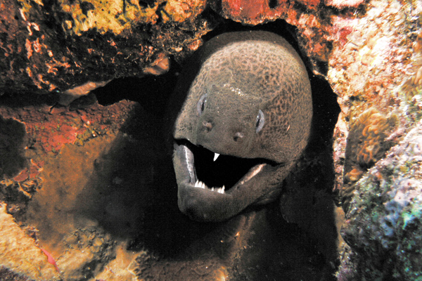 Murena 3